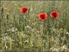 Umbrian poppies